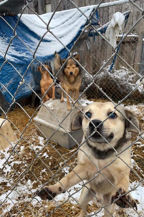 Kentucky Rescue Image of Dogs outside in the snow behind a fence